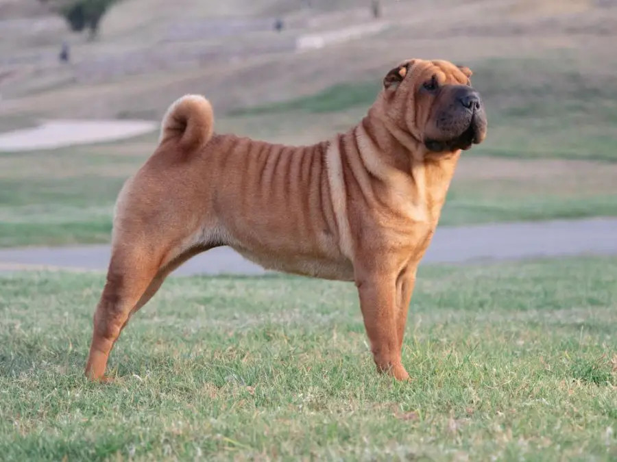 shar pei dorosły biszkoptowy pies stoi na trawniku