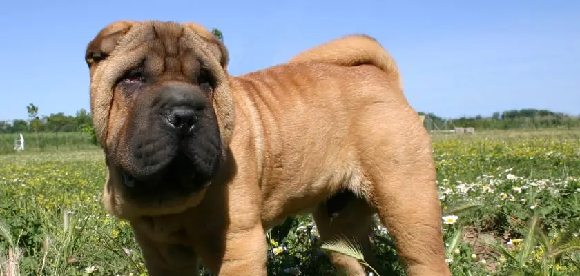 shar pei szczeniak na dworze