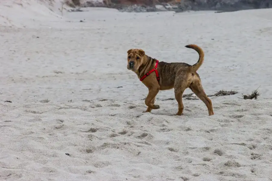 shar pei pies biega po plaży