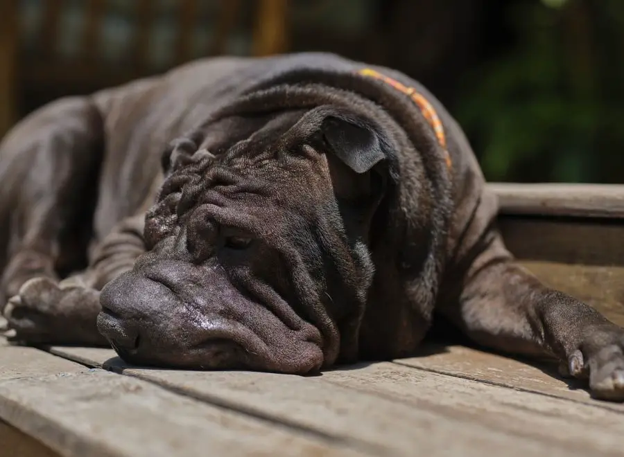 shar pei pies śpi na deskach