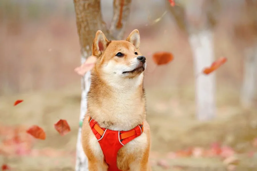 shiba inu pies w czerwonych szelkach siedzi w otoczeniu jesiennych liści