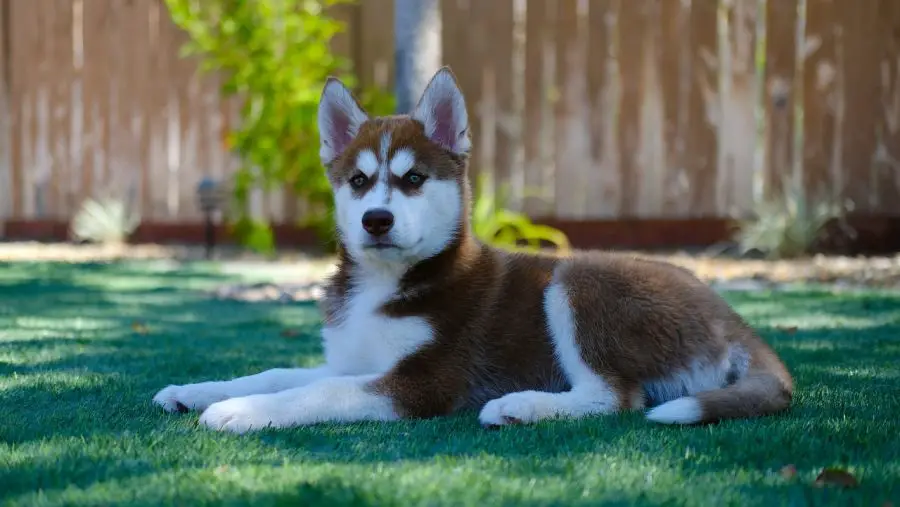 siberian husky rudy szczeniak leży na trawniku