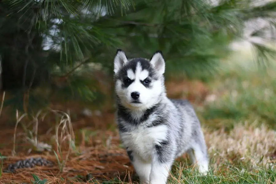 siberian husky szczeniak stoi pod drzewem