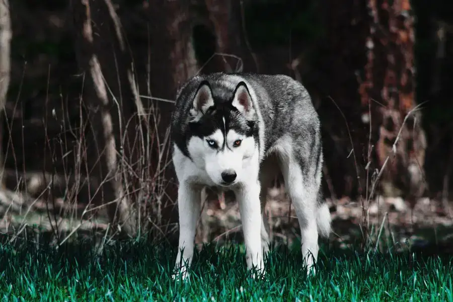 siberian husky stoi w parku