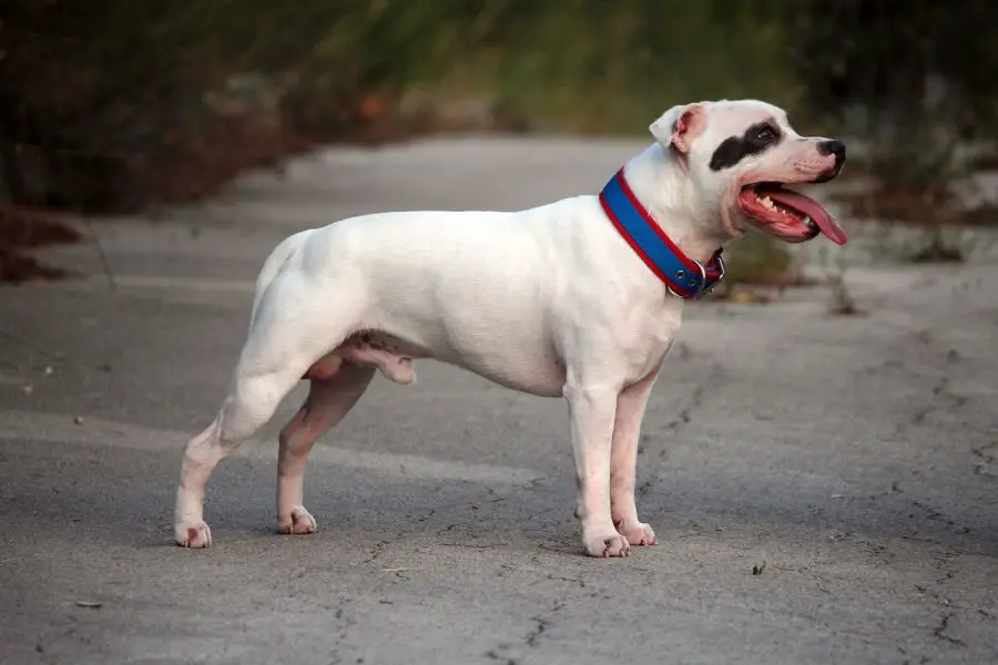 staffordshire bull terrier biały pies stoi na betonie