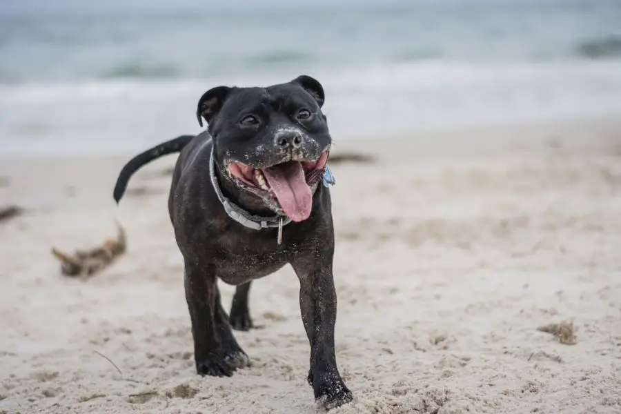 staffordshire bull terrier pies biegnie po piasku