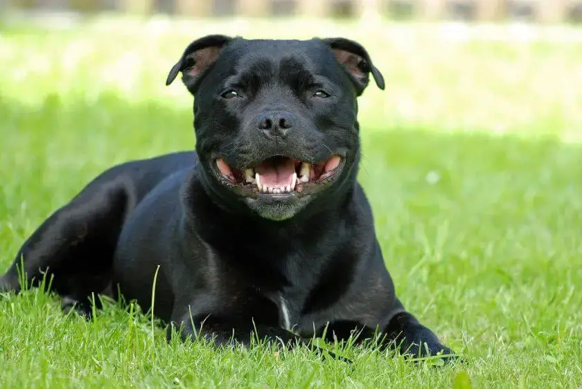 staffordshire bull terrier leży na trawie