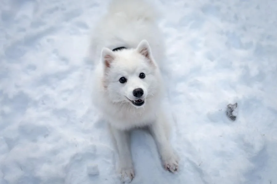 szpic japoński pies leży na sniegu i patrzy w kamerę