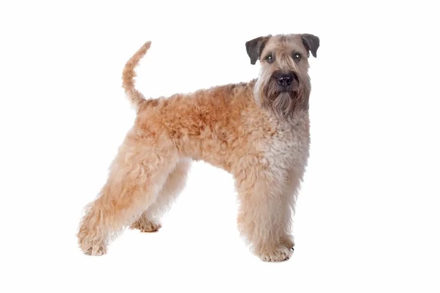 irish soft coated wheaten terrier w stójce
