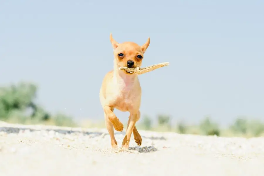 terier toy terier biegnie z patykiem po plaży