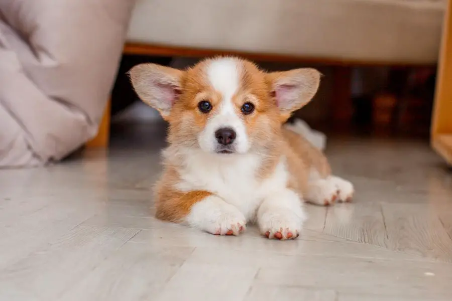 Welsh corgi cardigan szczeniak