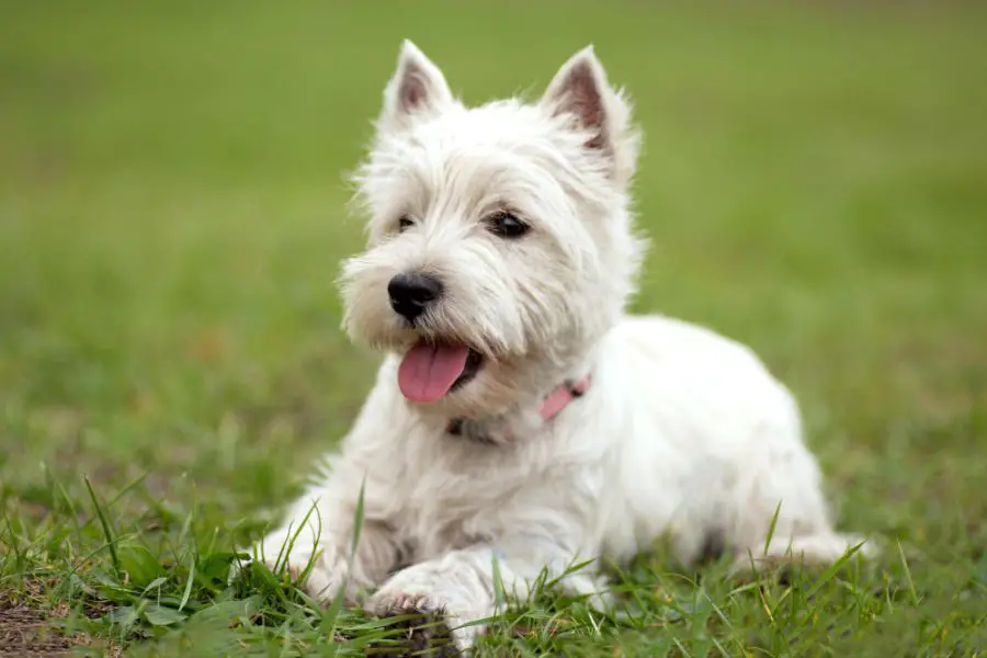 white highland white terrier pies leży na trawie
