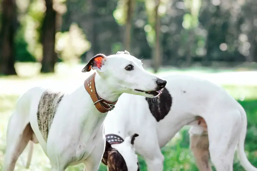 whippet chart angielski dwa psy stoją w parku