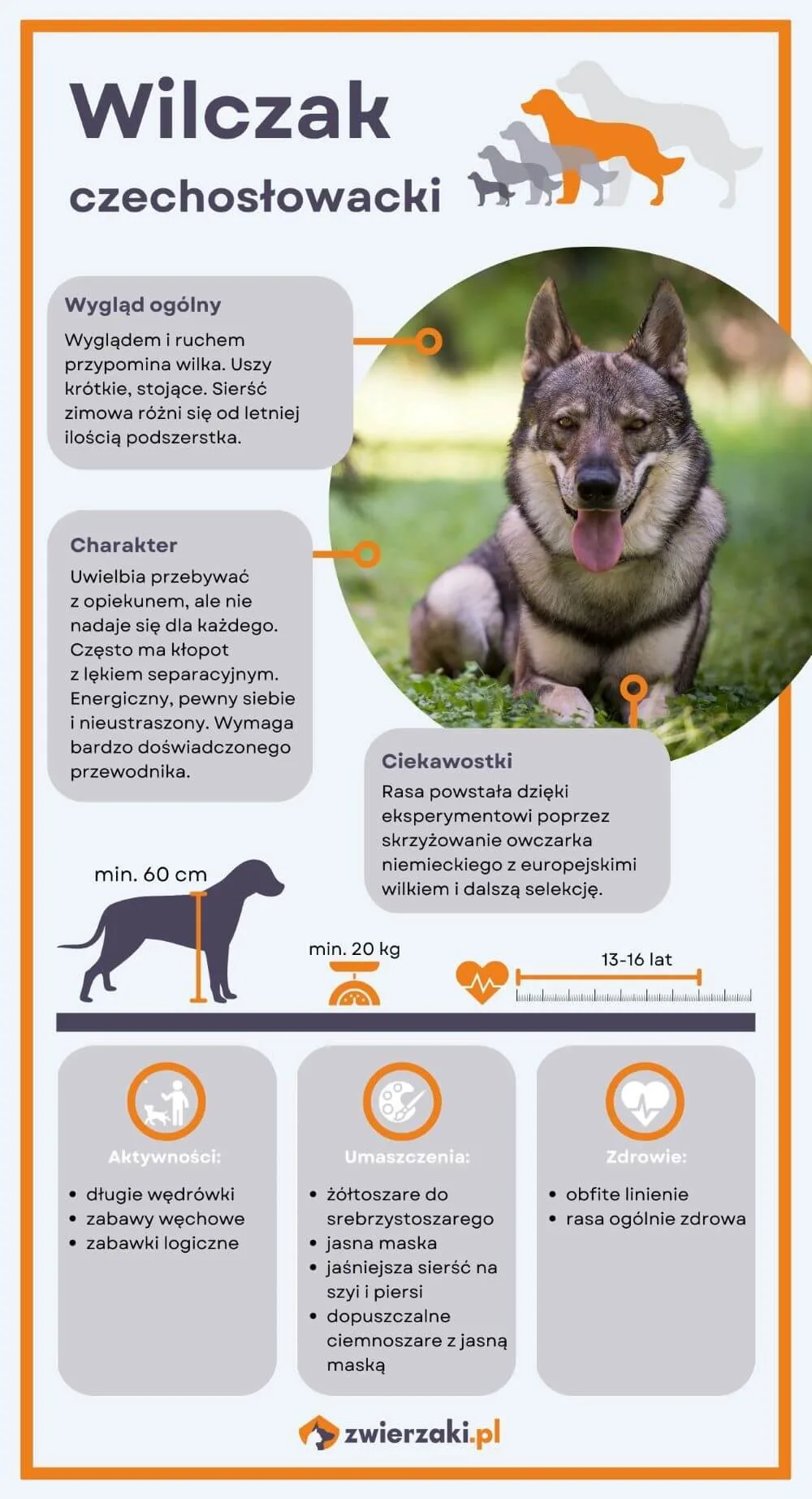 Wilczak czechosłowacki infografika