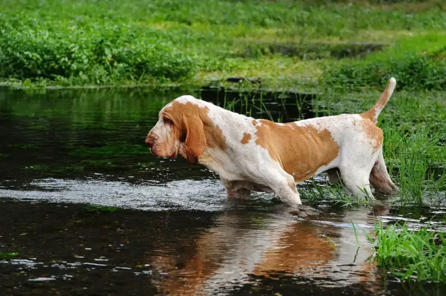 wyżeł włoski krótkowłosy bracco italiano dorosły pies wchodzi do wody