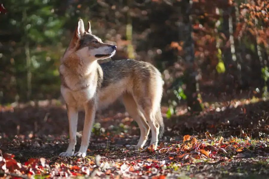 tamaskan dog stoi w jesiennym lesie