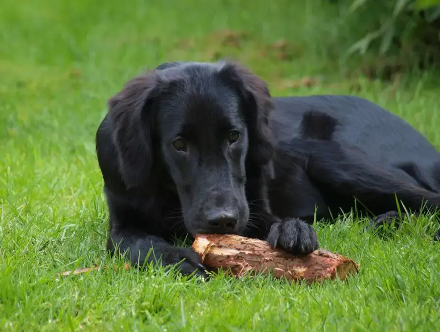 aportery flat coated retriever pies leży na trawniku i gryzie drewno