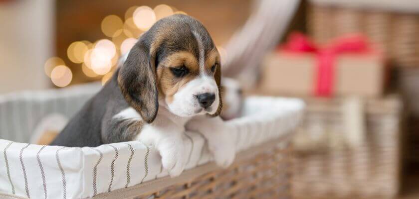 rasy psów średnich - beagle
