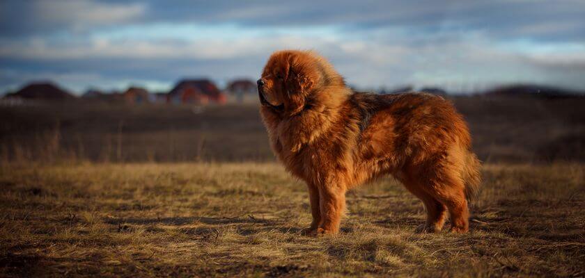 najdroższy pies na świecie - mastif tybetański