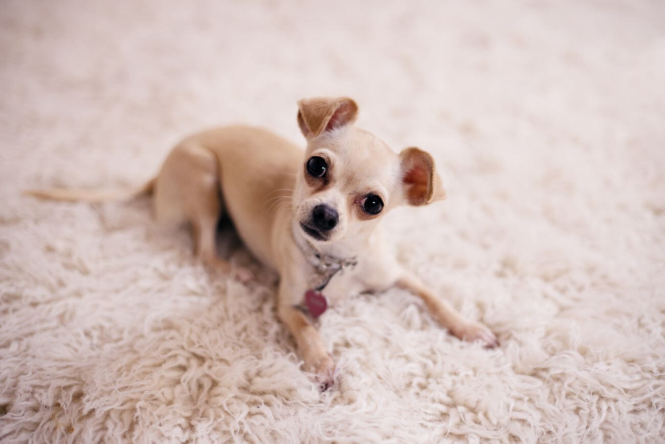 najmniejszy pies świata chihuahua