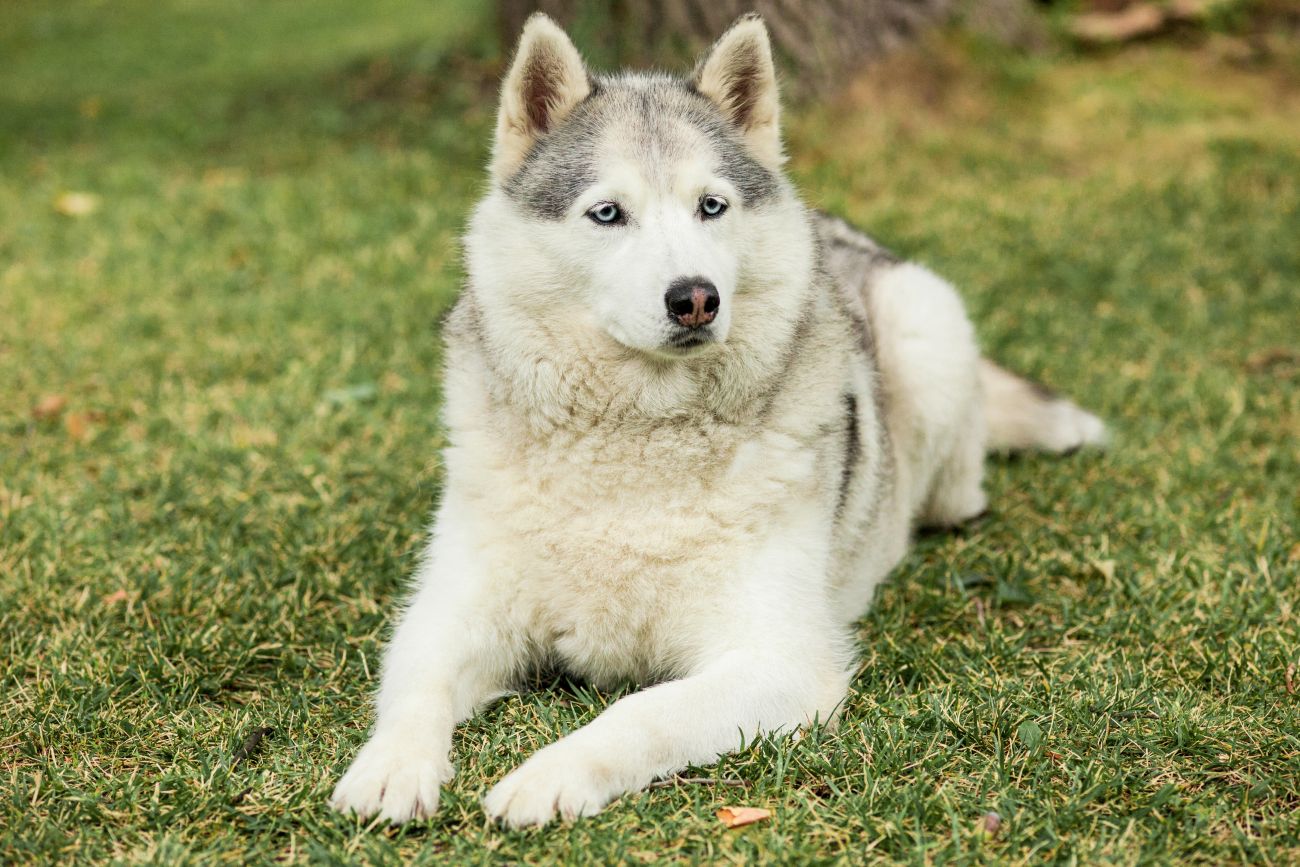 Jak wyglądają psy ras północnych?