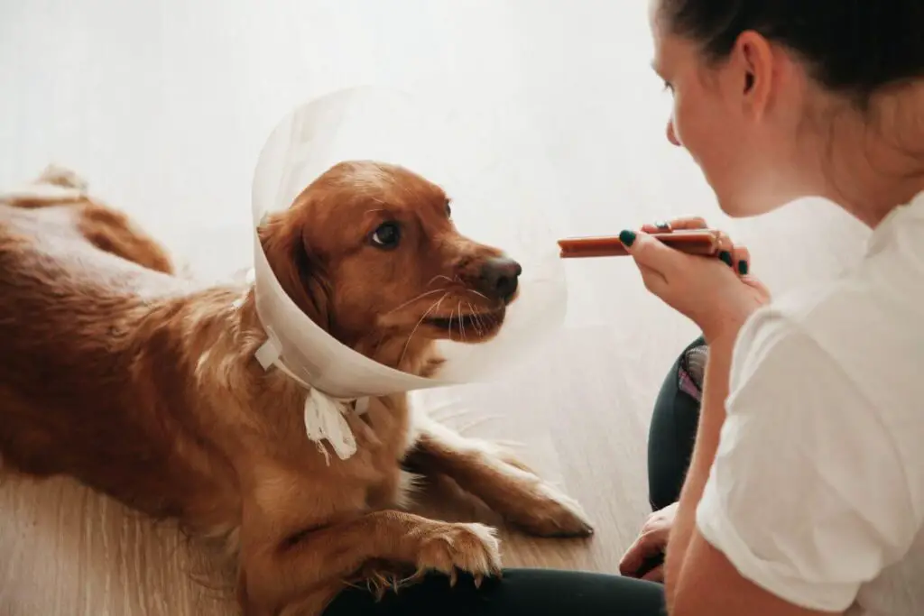 niedoczynność u psa - diagnostyka