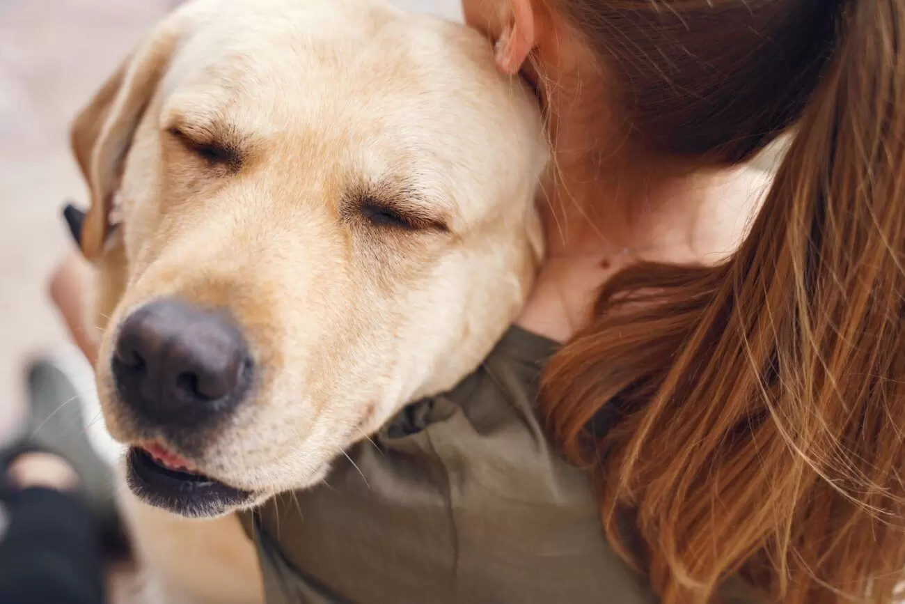 Pies dla dzieci labrador