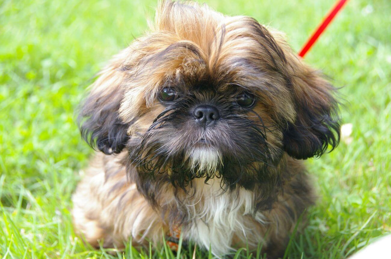 pies domowy shih tzu